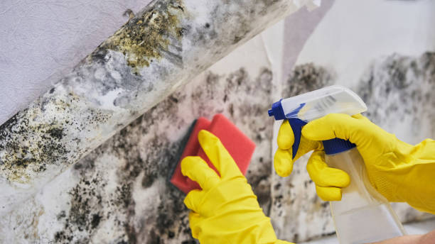 Best DIY Mold Remediation in White Hall, WV